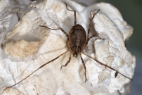 Le Faucheur pineux (Opiliones - Phalangiidae - Odiellus spinosus)
